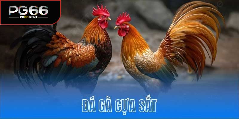 Đá Gà Cựa Sắt
