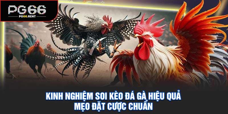 Kinh Nghiệm Soi Kèo Đá Gà